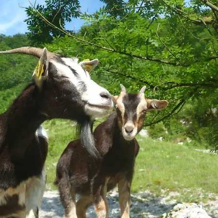 Starahisa Bovec