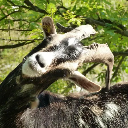 Apartamento Starahisa